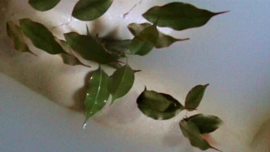 ringelschwandtner stefan