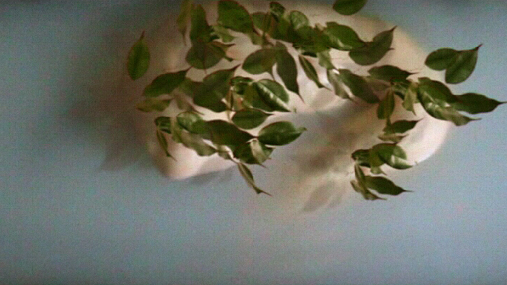 ringelschwandtner stefan